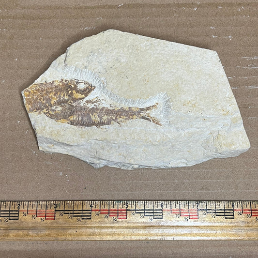 Double Knightia eocaena fish fossil #010-007