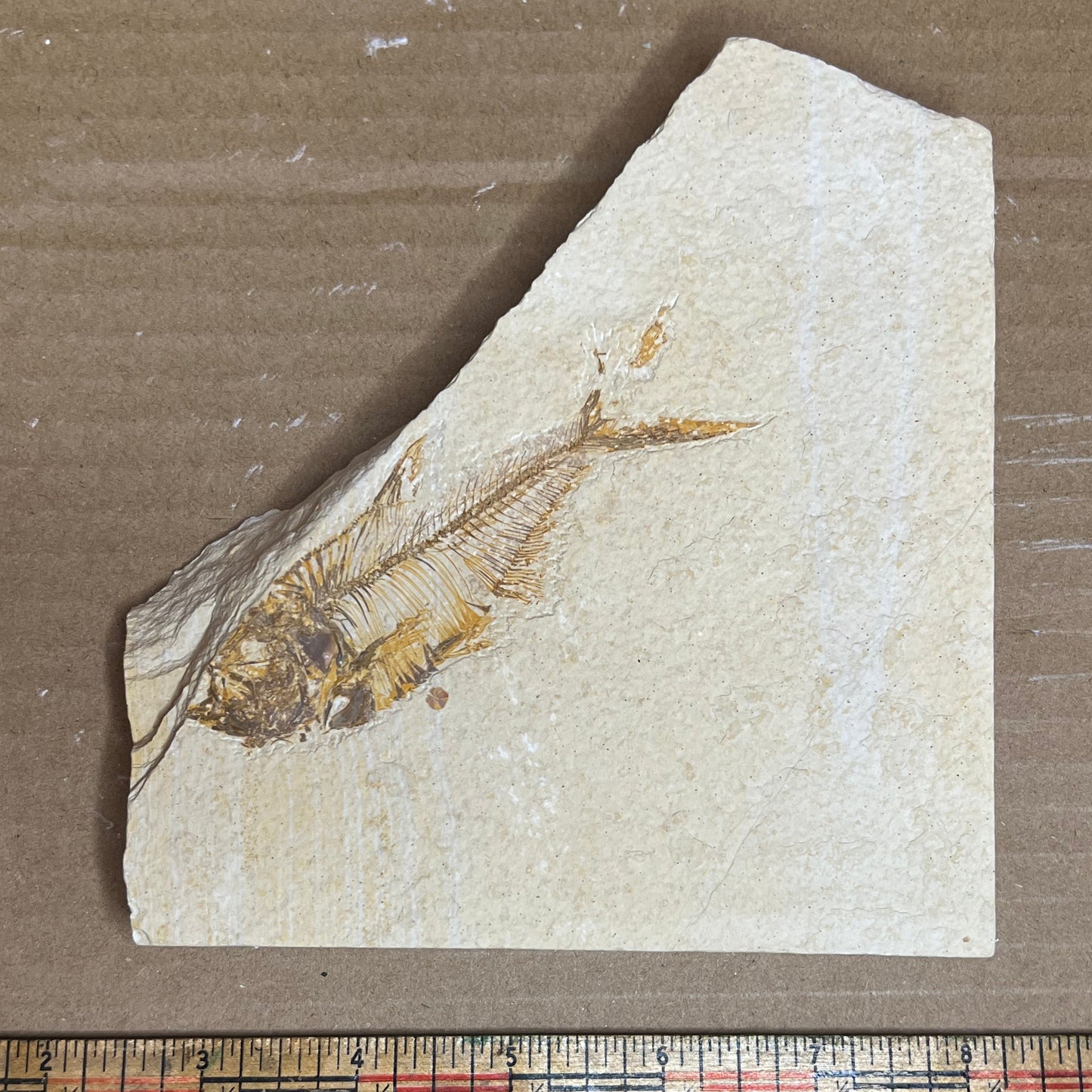 Fossilized fish on a piece of rock with a ruler for scale.