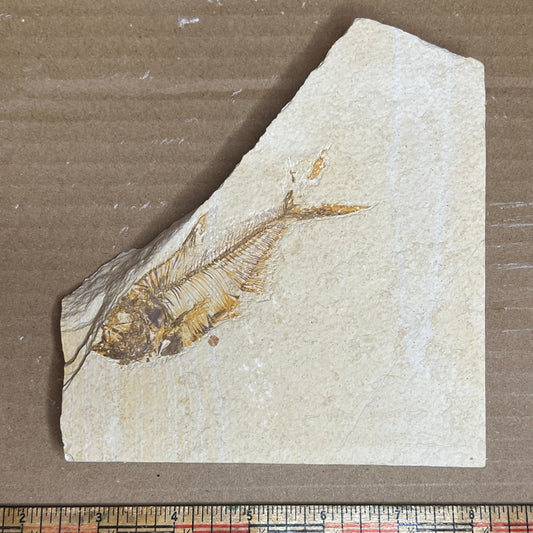 Fossilized fish on a piece of rock with a ruler for scale.