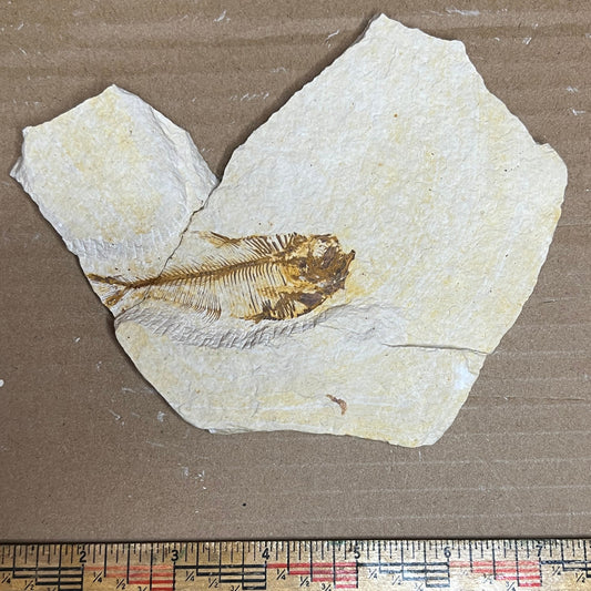 Diplomystus denatus fish fossil #010-010