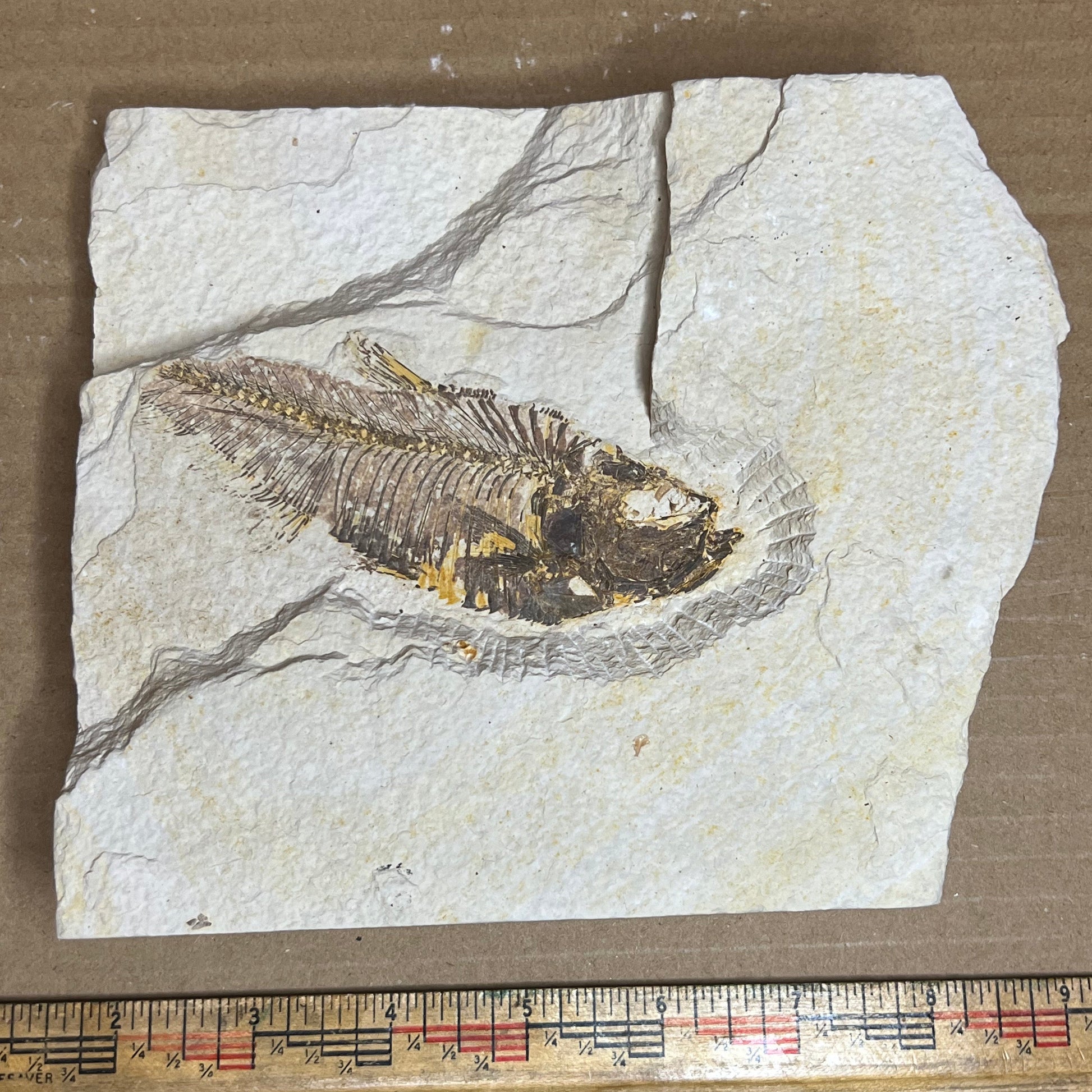 Fossilized fish embedded in a rock with a ruler for scale on a brown background