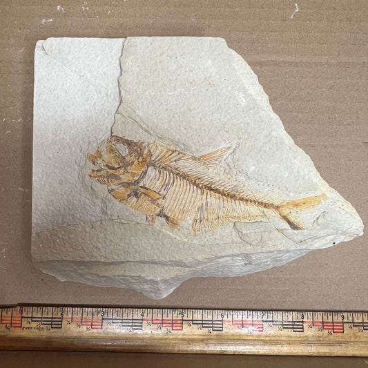 Diplomystus denatus fish fossil #010-014