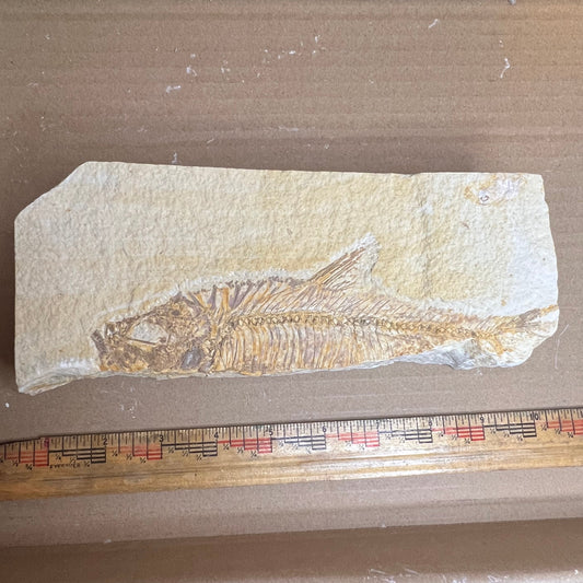 Fossilized fish specimen next to a ruler on a cardboard background