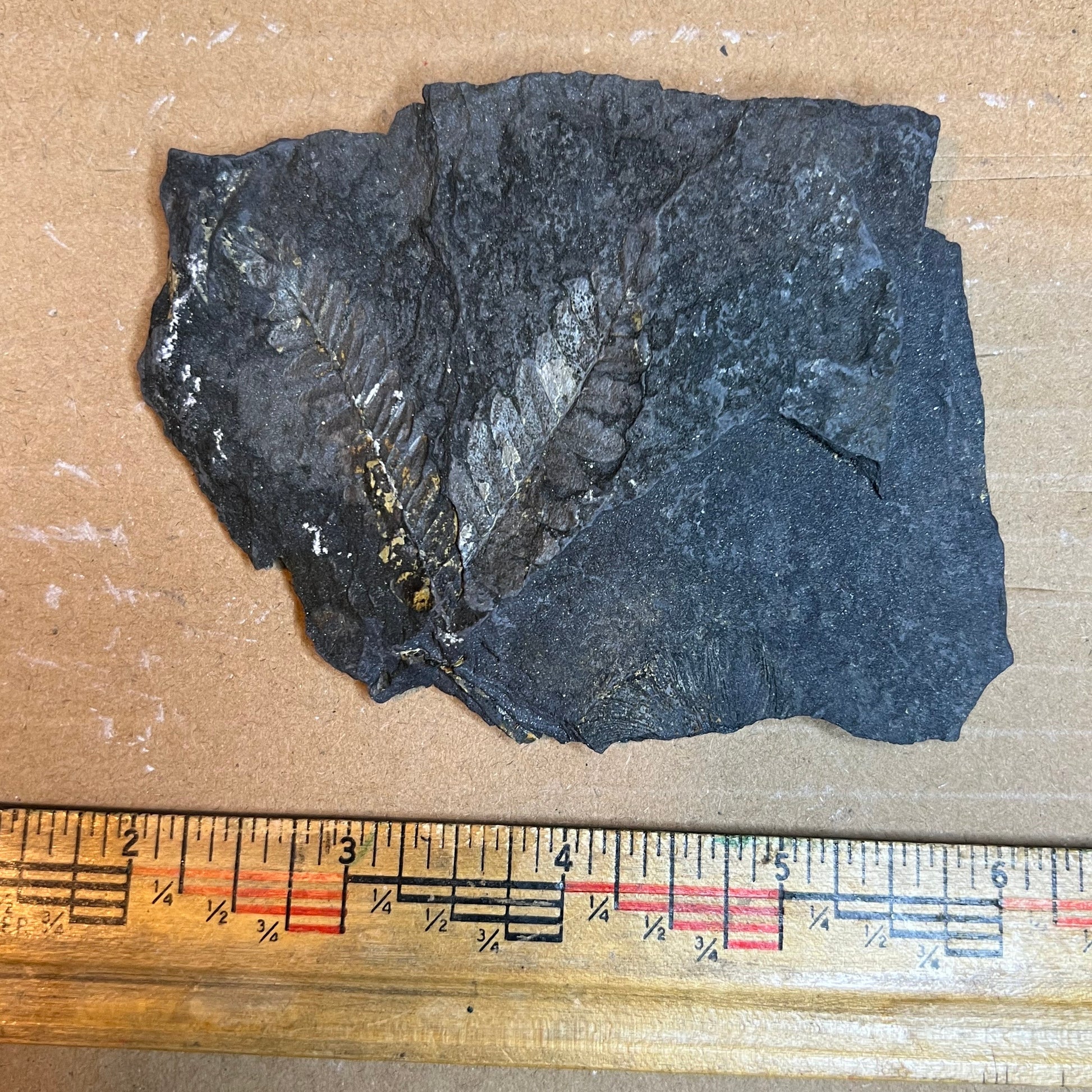 Fossilized leaf specimen next to a ruler on cardboard