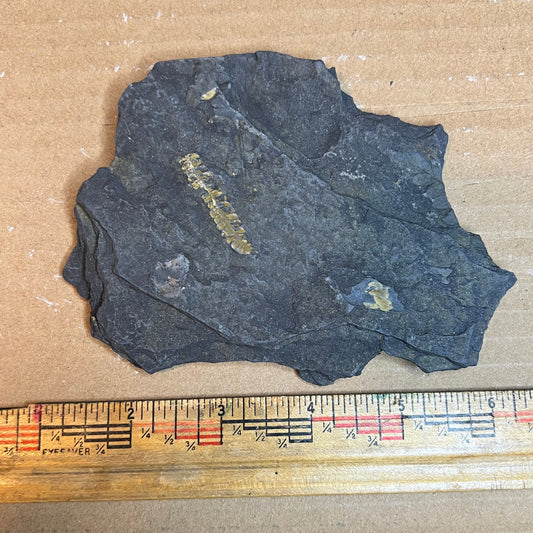 Pennsylvanian Fern Fossil #9-070