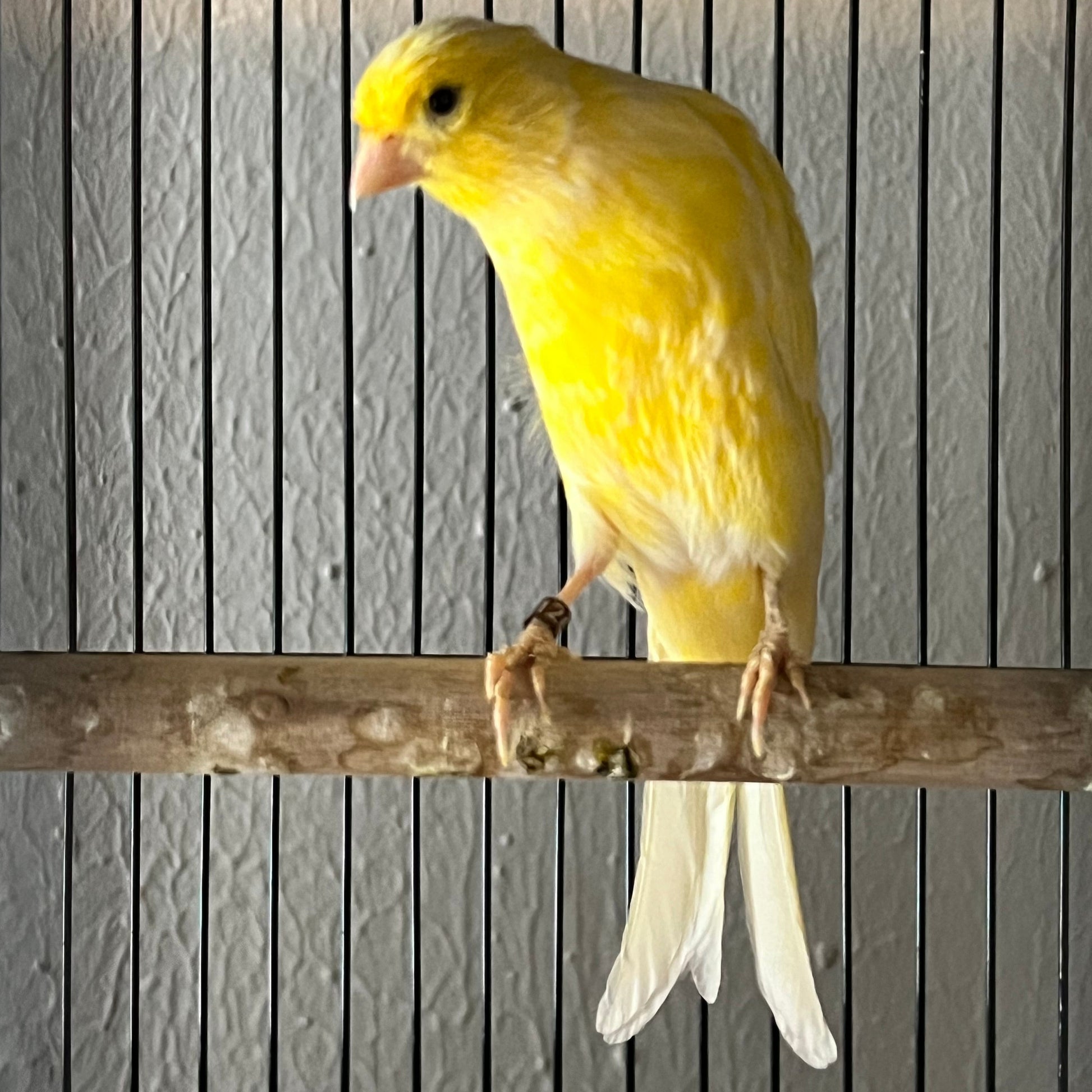 Yellow Belgium Fancy Canary