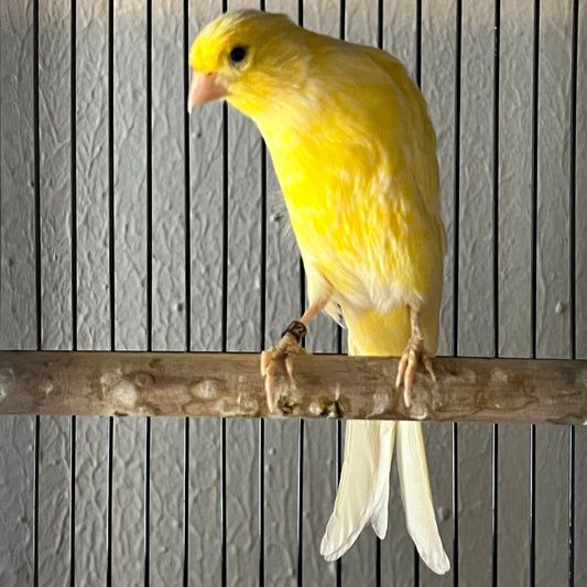 Yellow Belgium Fancy Canary