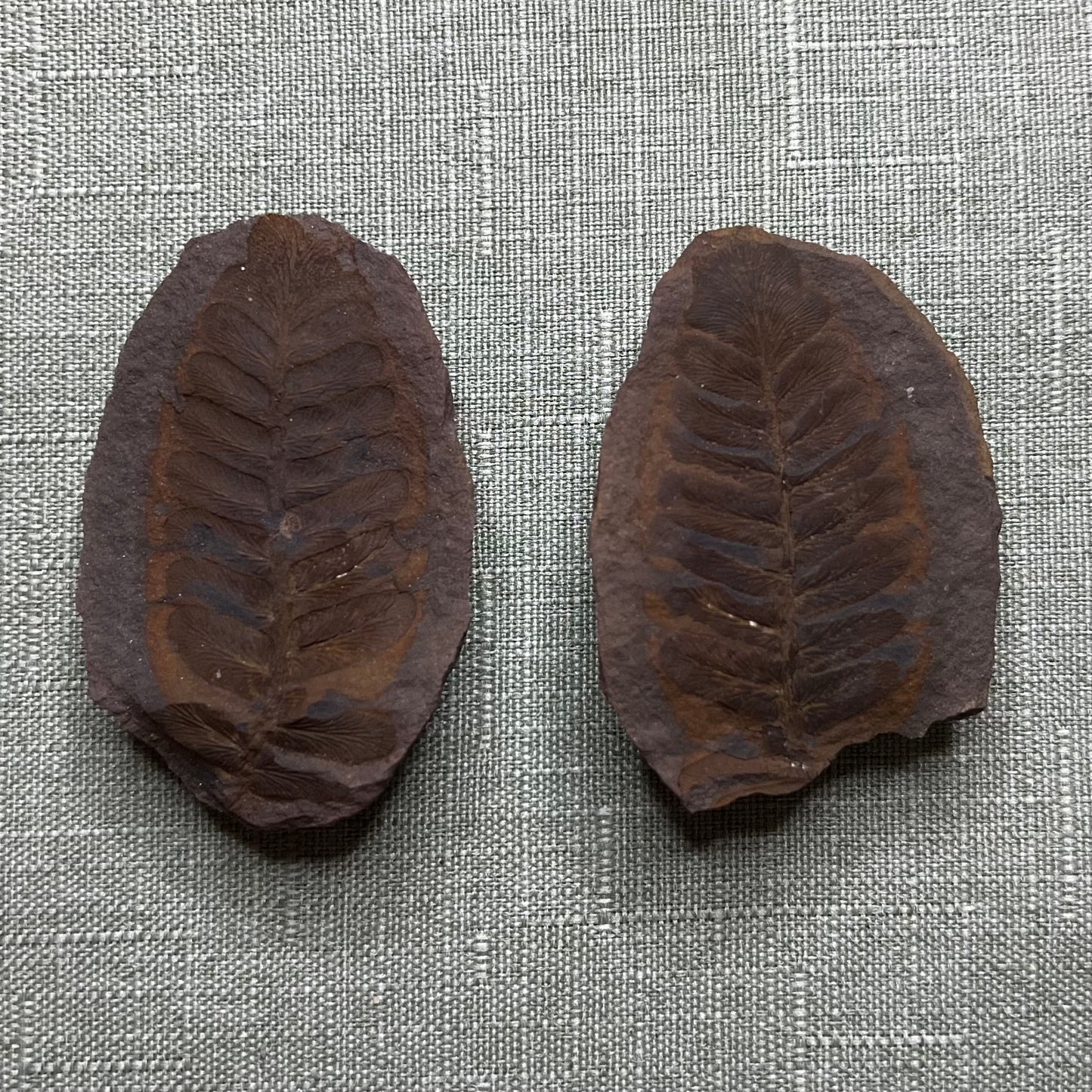 Pair of fern fossils from Mazon creek pit 11