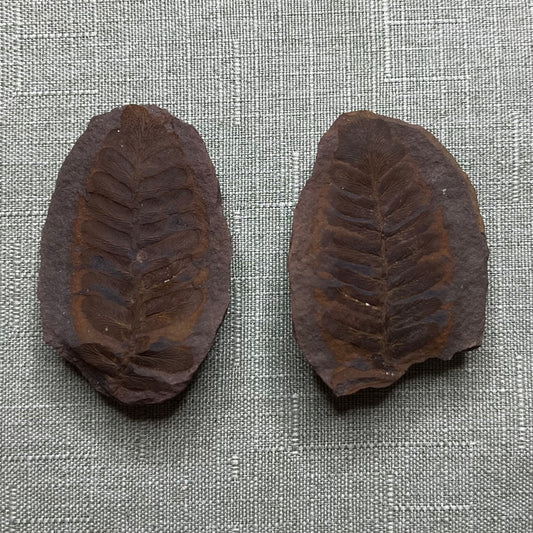 Pair of fern fossils from Mazon creek pit 11