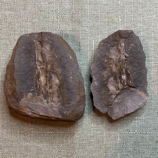 Mazon Creek Wood Fossil #009-072