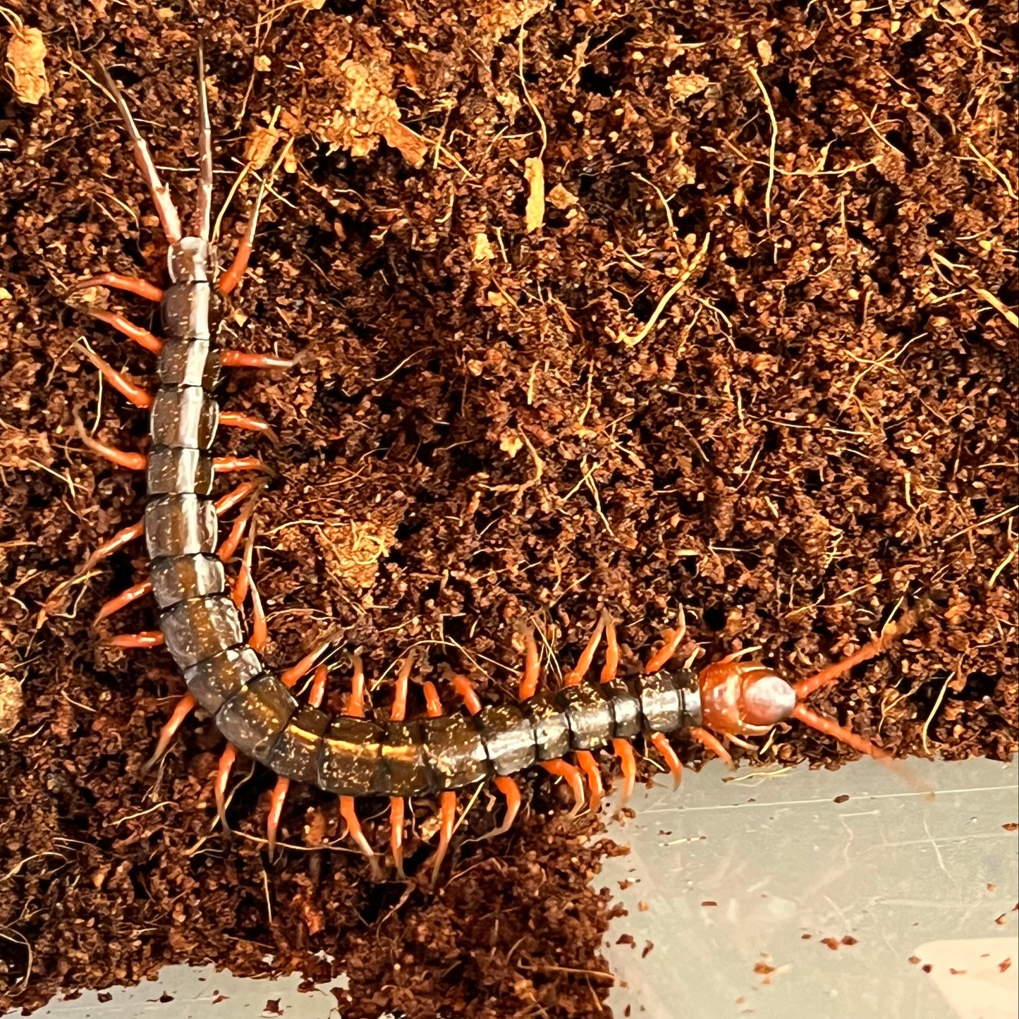 Black Cherry Centipede