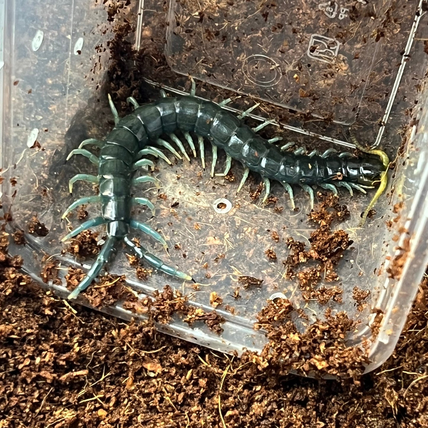 Borneo Blue Centipede