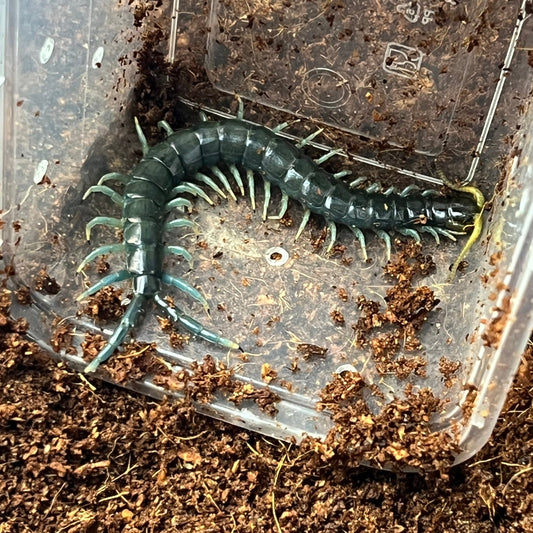 Borneo Blue Centipede