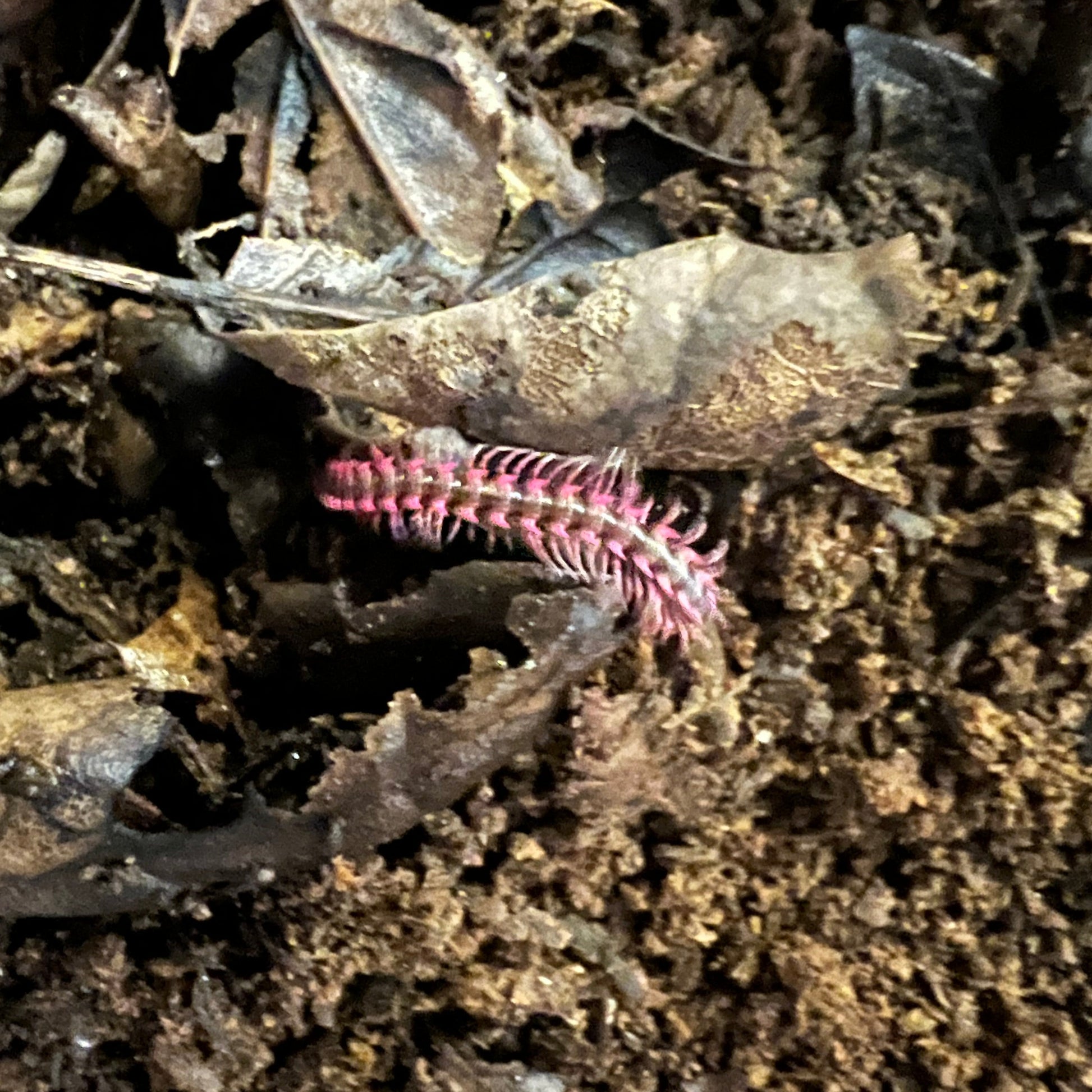 Pink dragon millipede