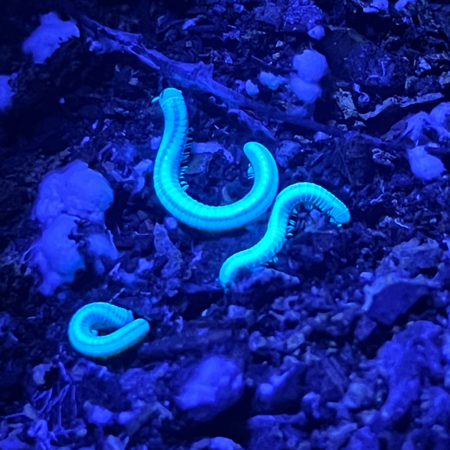 Maui skunk stripe centipede UV
