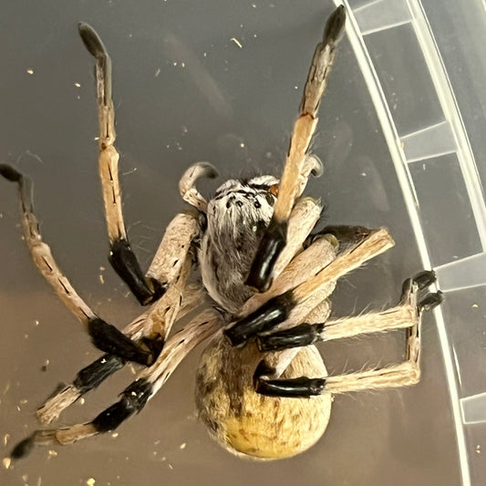 Israeli Spider True Spiders – Gallegos Zoological
