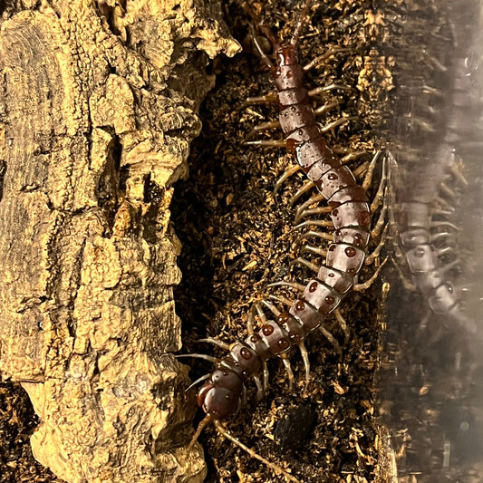 Solomon islands giant centipede