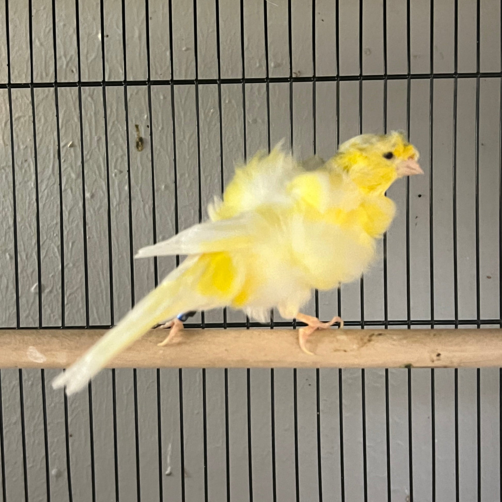 Dutch Frill Canary