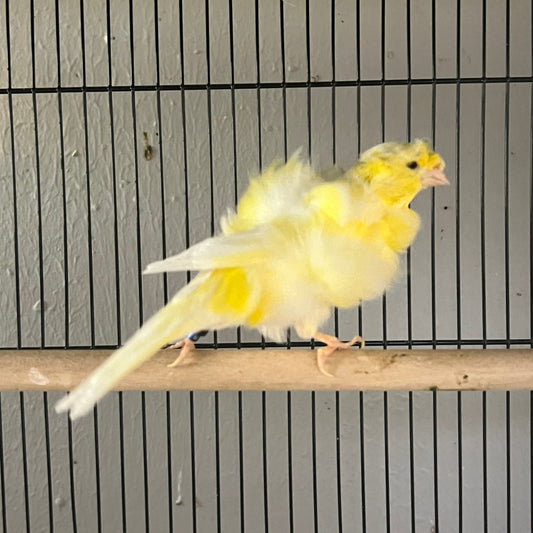 Dutch Frill Canary