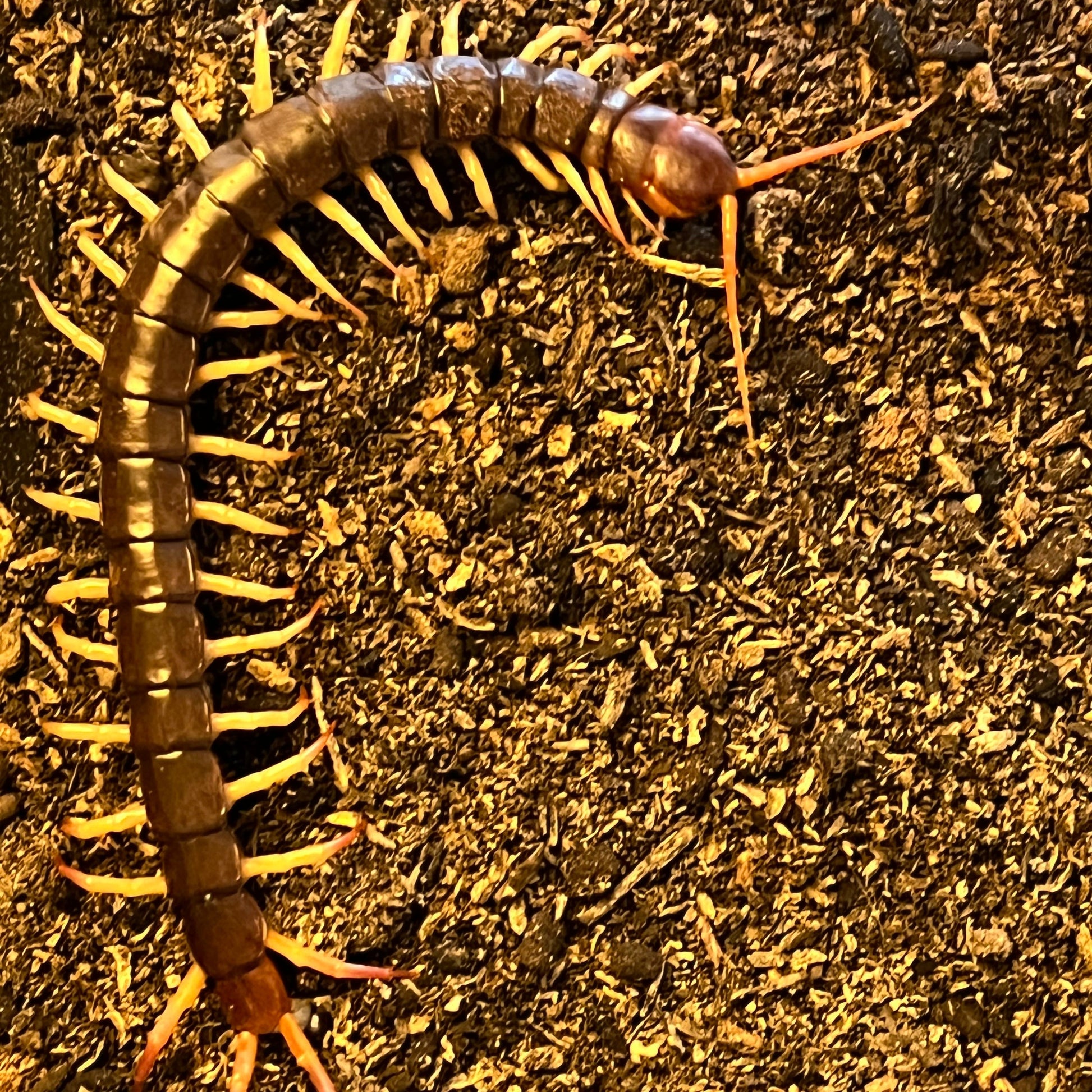 Thai Yellow leg centipede