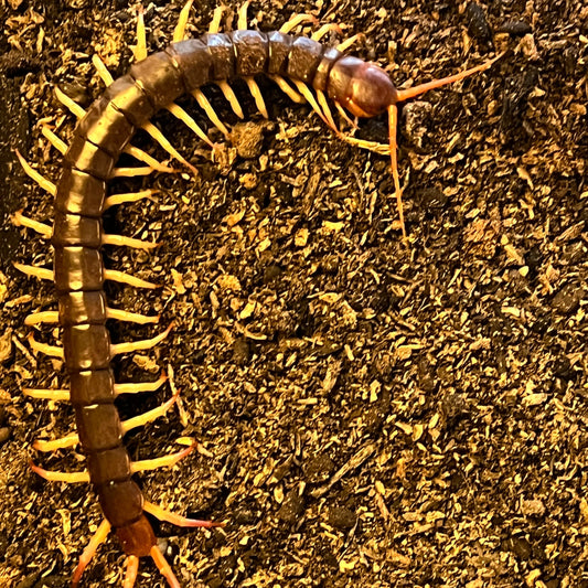 Scolopendra dehaani (Thai Yellow Leg Centipede)