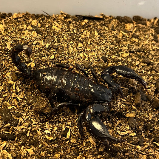 Heterometrus sp. (Asian Forest Scorpion)
