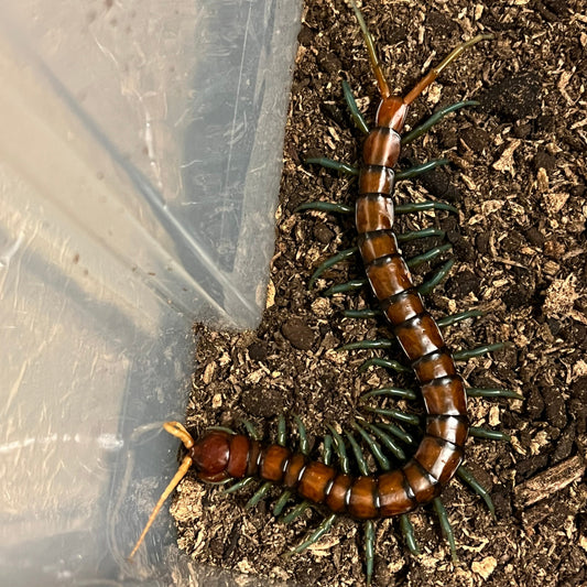 Scolopendra sp. (Chinese Mint Leg Centipede)
