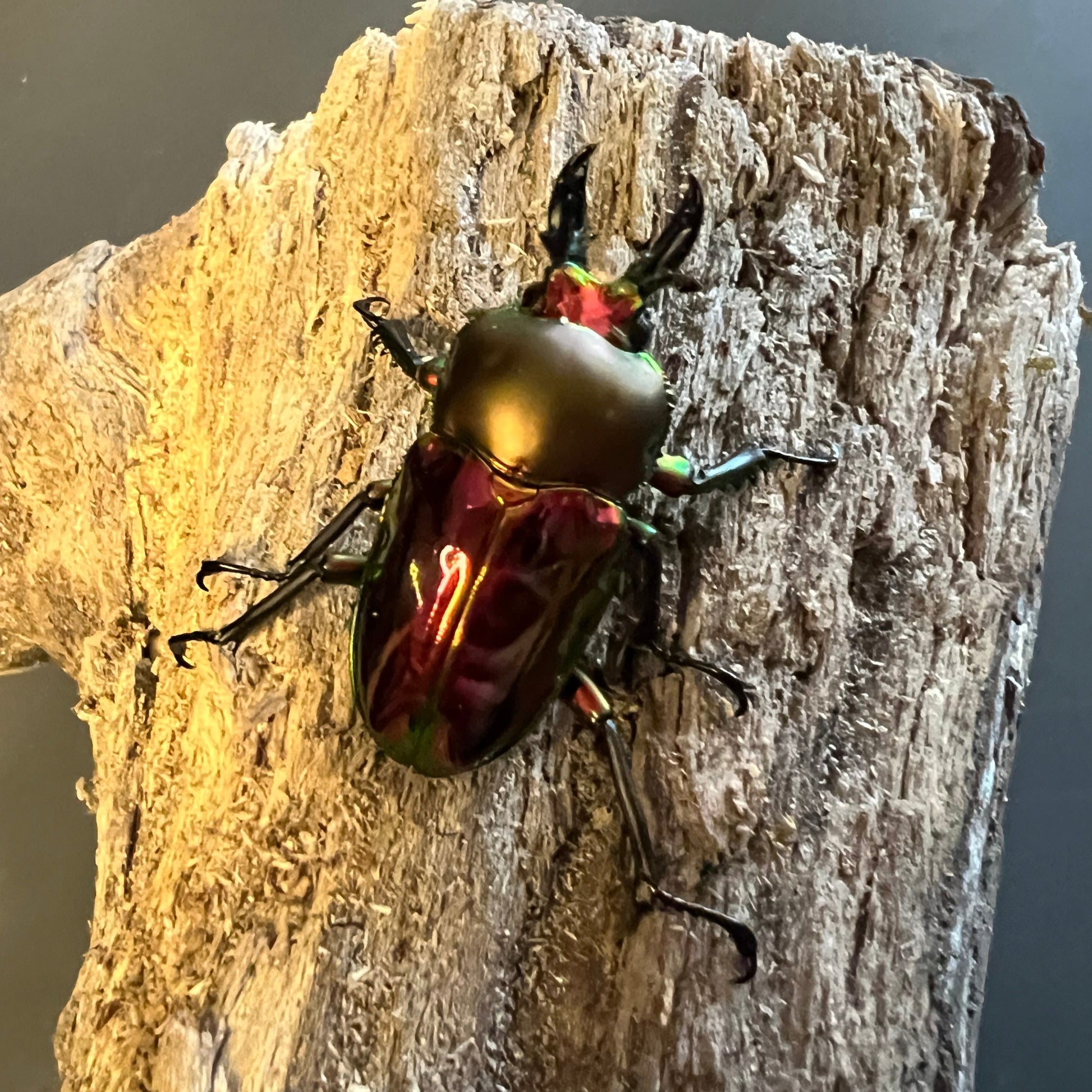 Red rainbow stag beetle major male