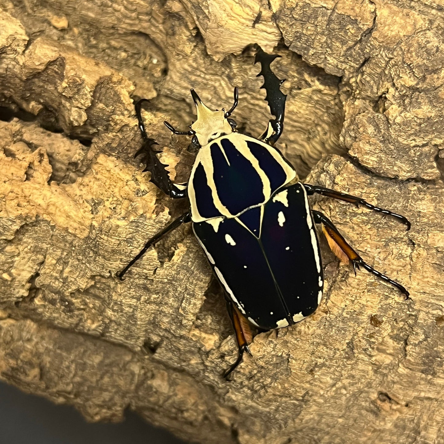 Giant blue African flower beetle