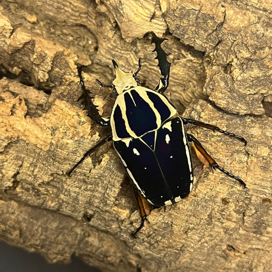 Giant blue African flower beetle