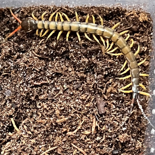 Scolopendra hainanum (Chinese Giant Tiger Leg Centipede)