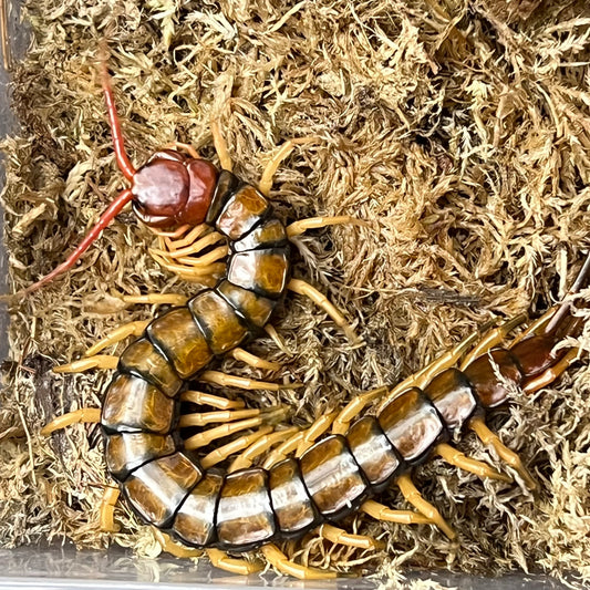Scolopendra sp. Guizhou (Guizhou Tiger Centipede)