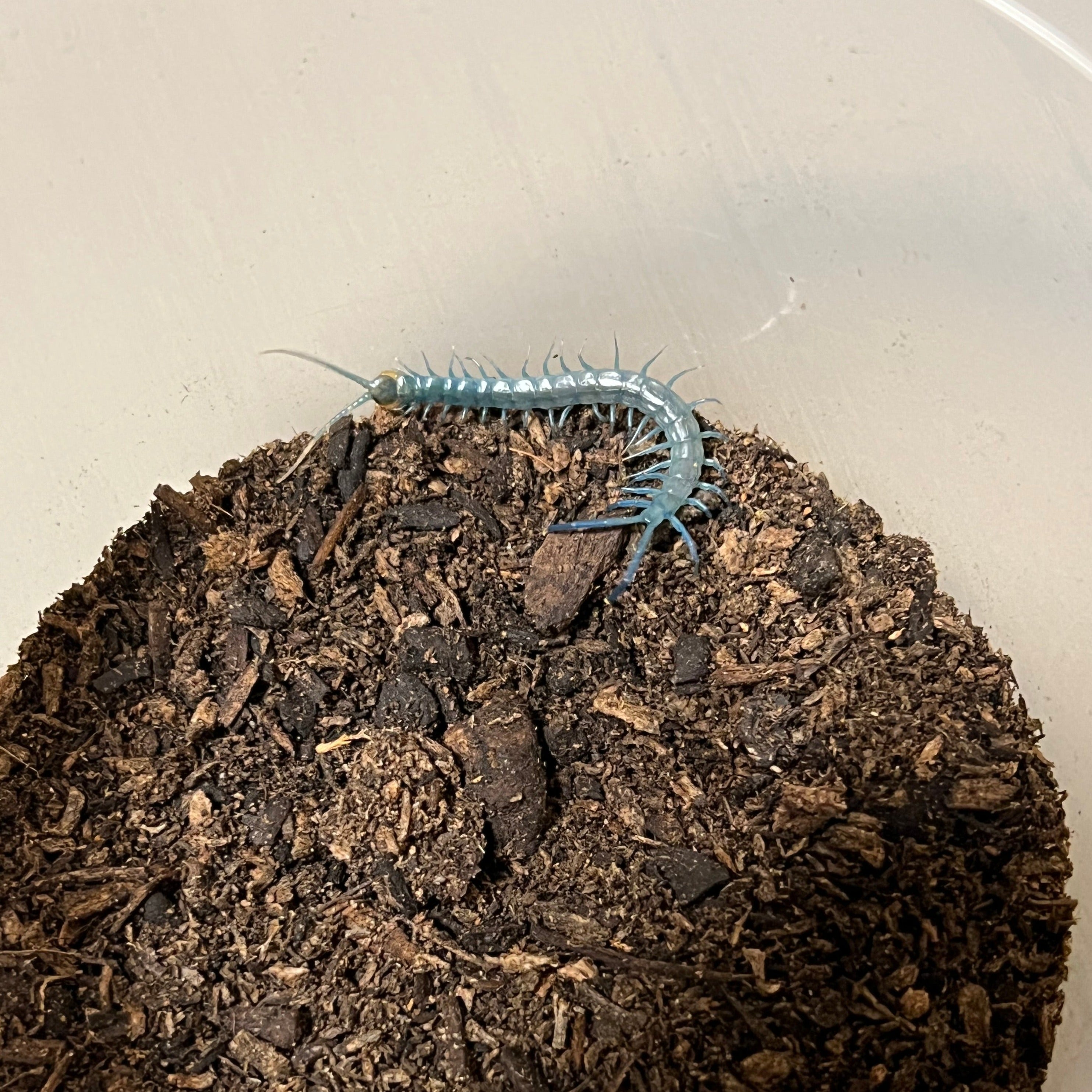 Scolopendra aztecorum (Aztec Blue Centipede) – Gallegos Zoological