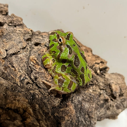 Ceratophrys cranwelli (Green Horned Pacman Frog)