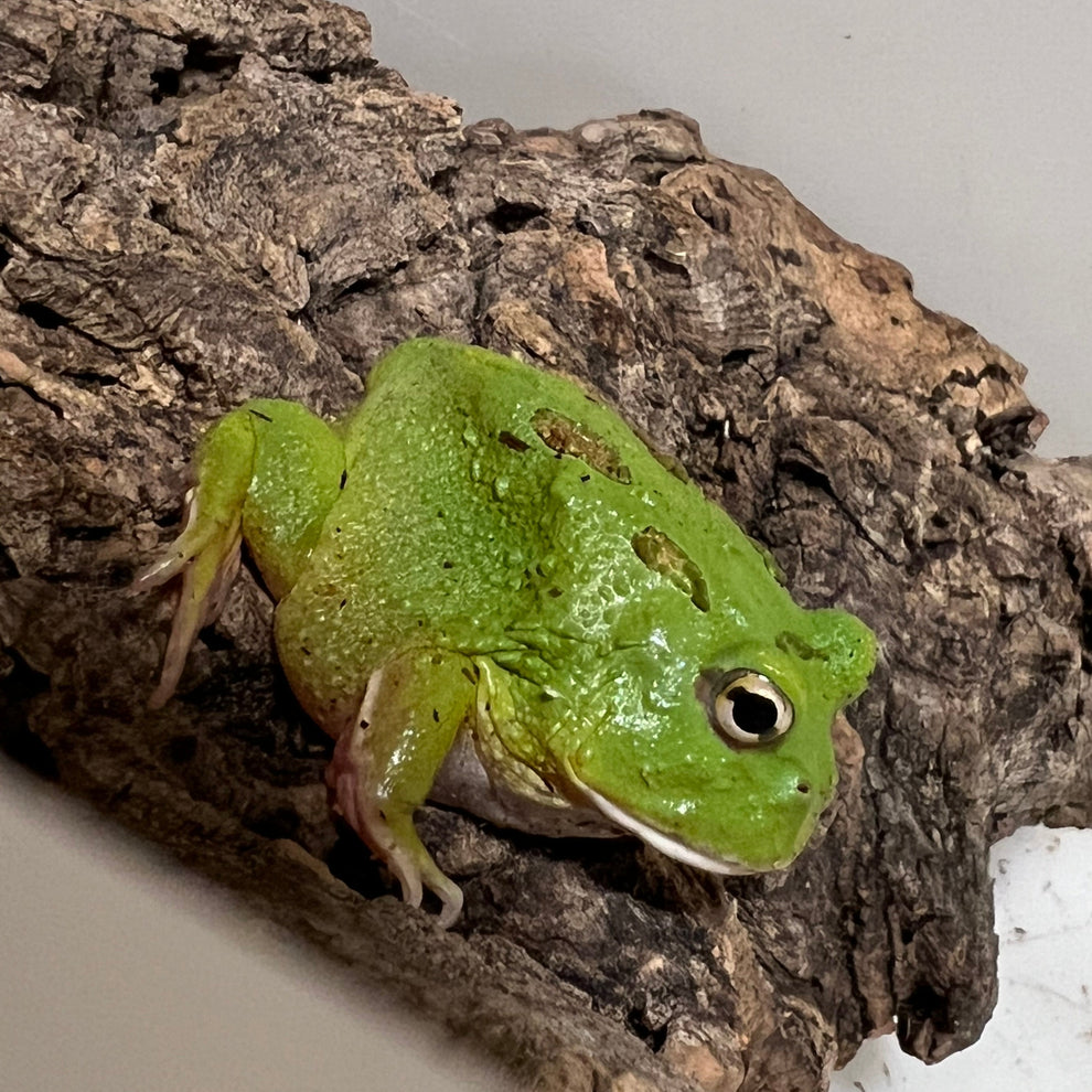 Ceratophrys cranwelli (Matcha Pacman Frog) – Gallegos Zoological