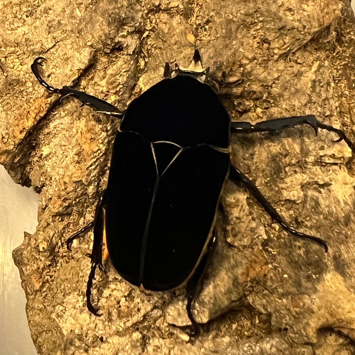 Black Giant African Flower Beetle