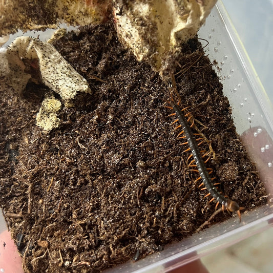red dragon centipede