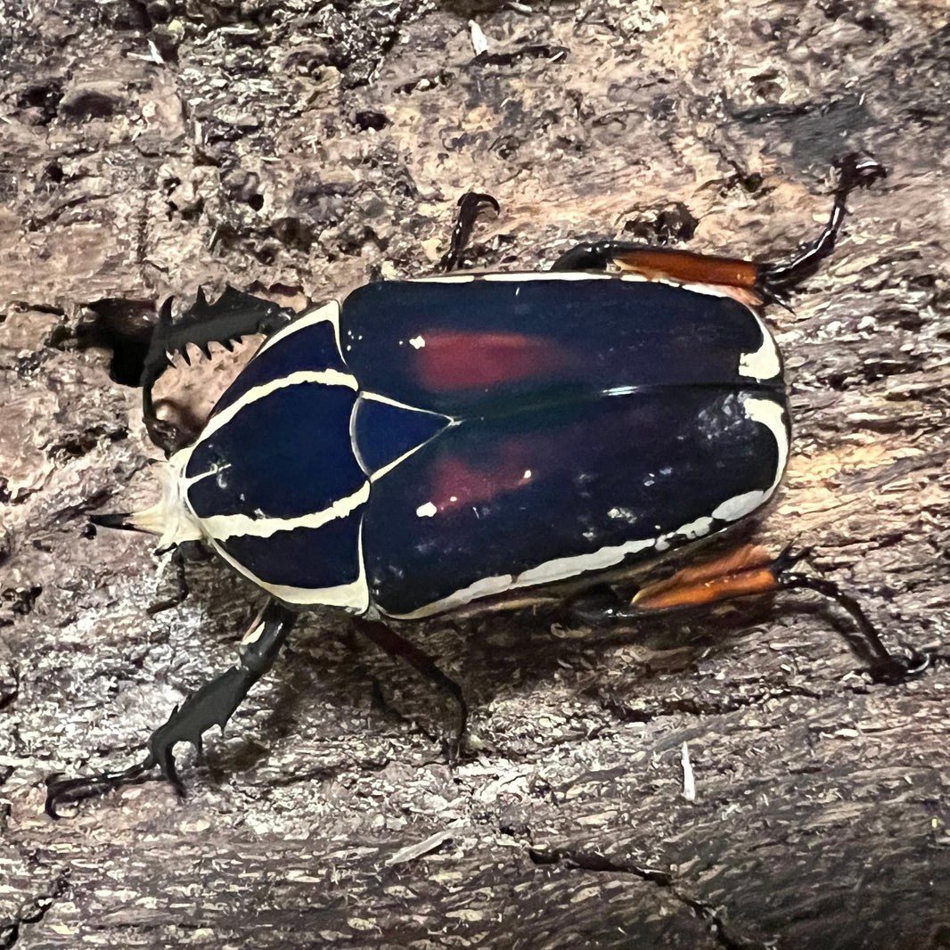 Gallegos Zoological Supply exotic insects for sale