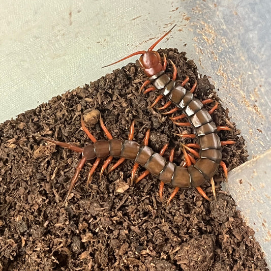 Indonesian Cherry Head Centipede