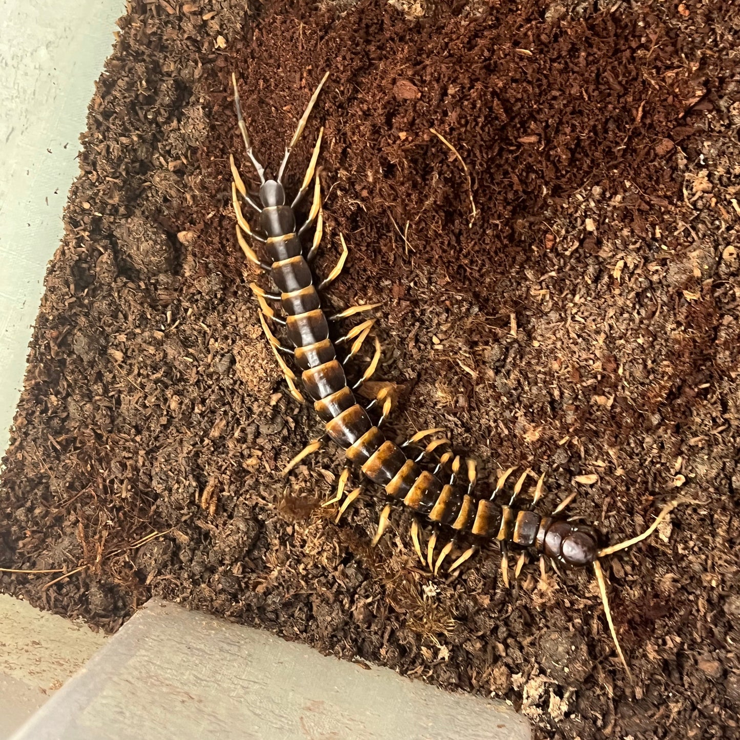 piceoflava centipede