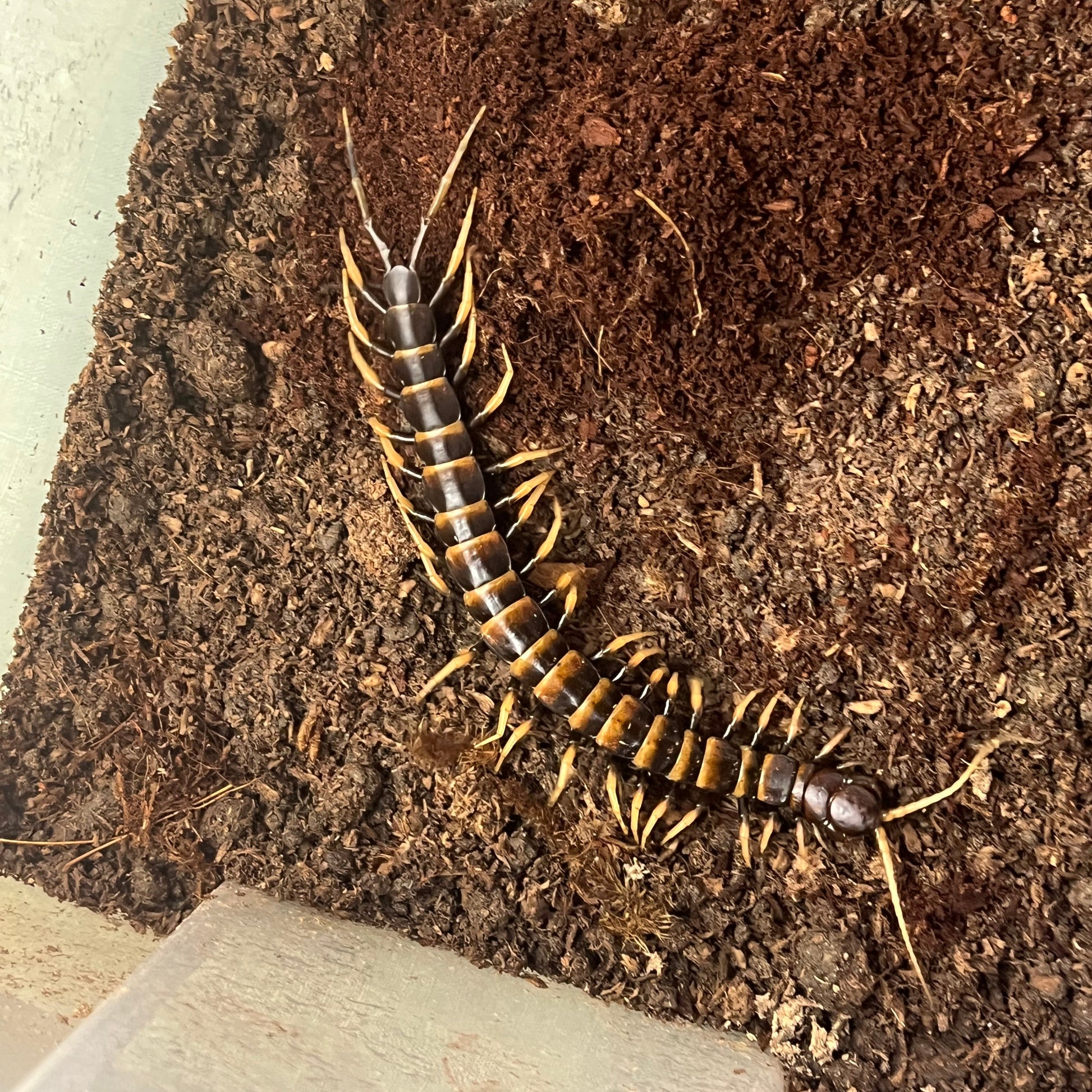 piceoflava centipede