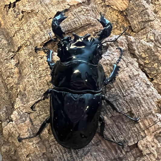 Mesotopus tarandus (Obsidian Stag Beetle) - Adults