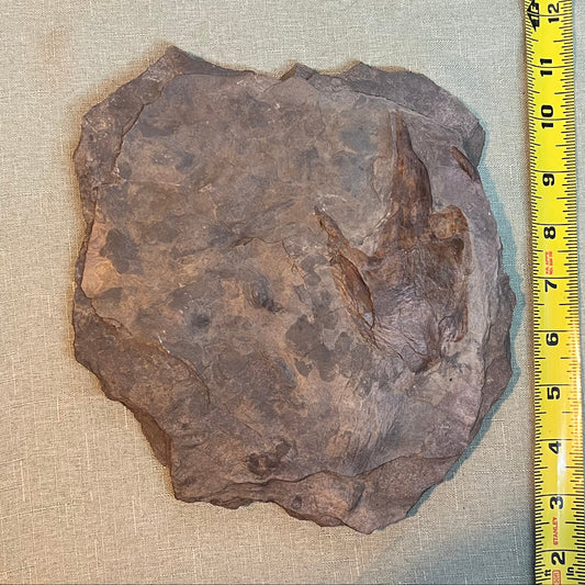 grallator dinosaur footprint