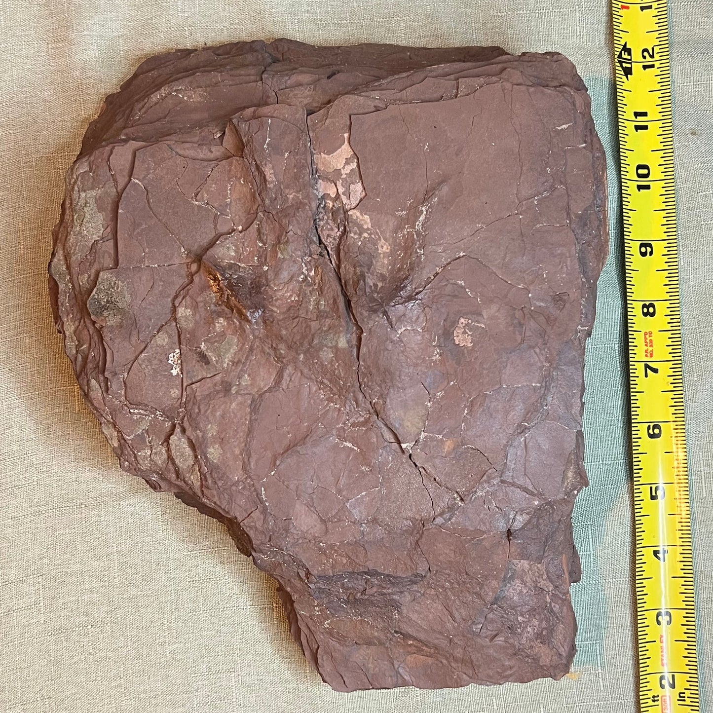 Ornithischian dinosaur track