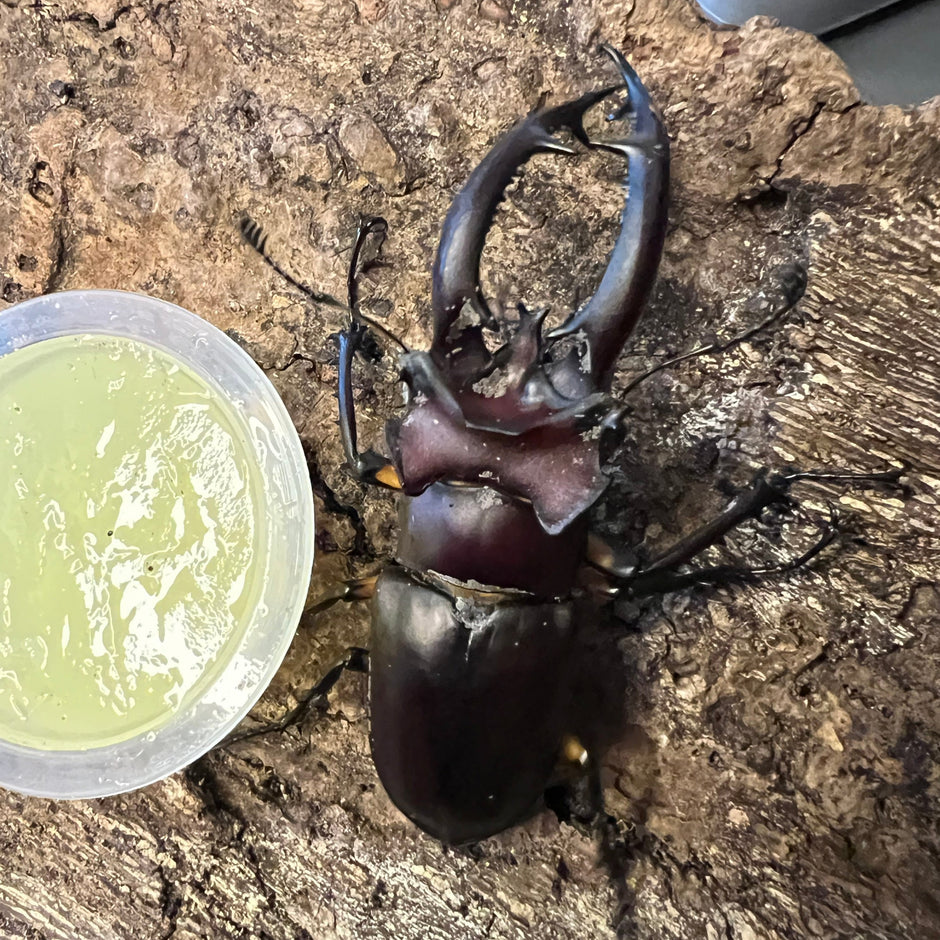 Gallegos Zoological Supply exotic insects for sale