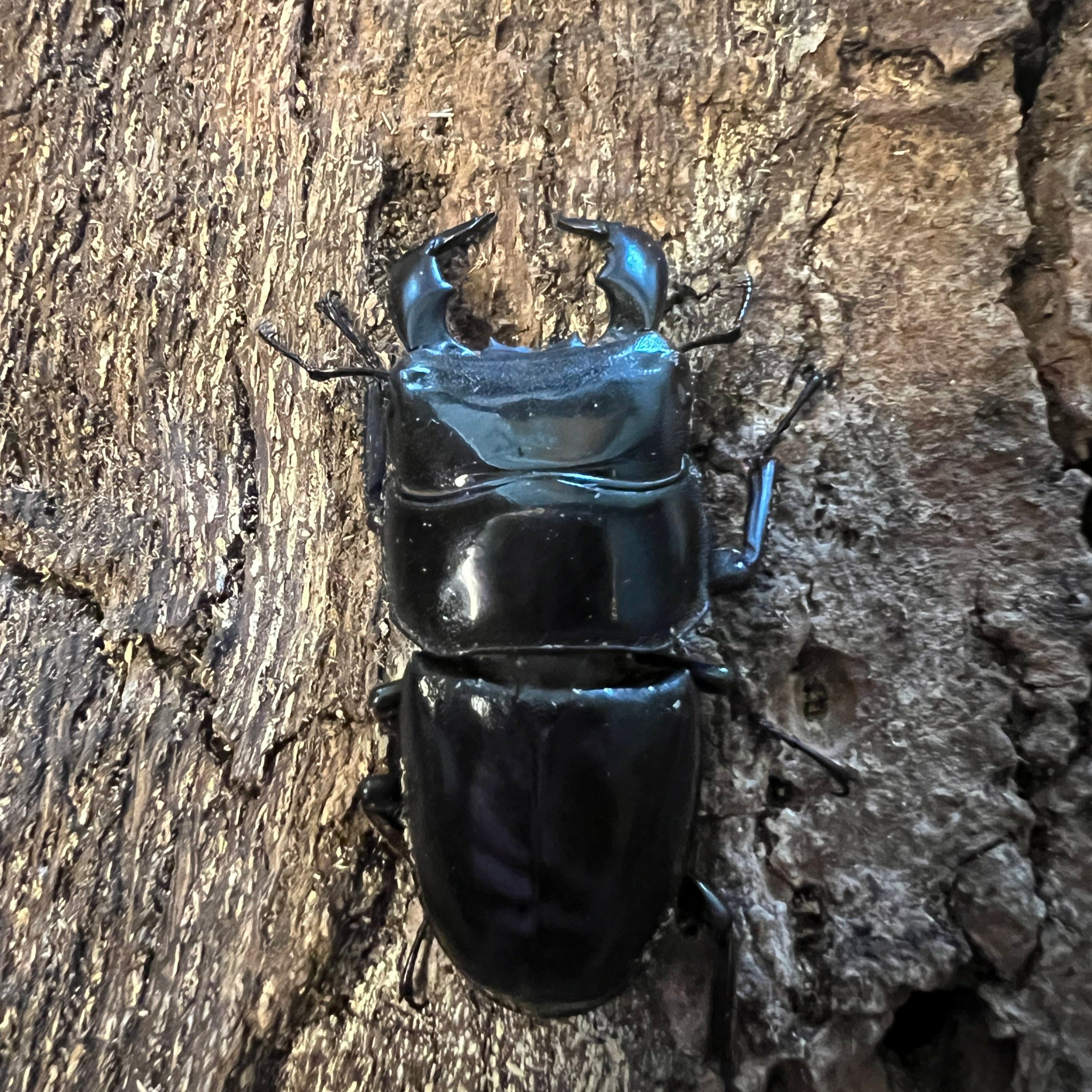 Dorcus Rama Stag Beetles – Gallegos Zoological