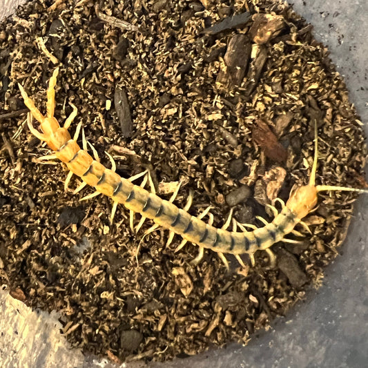 Scolopendra morsitans (Egyptian Banded Centipede)