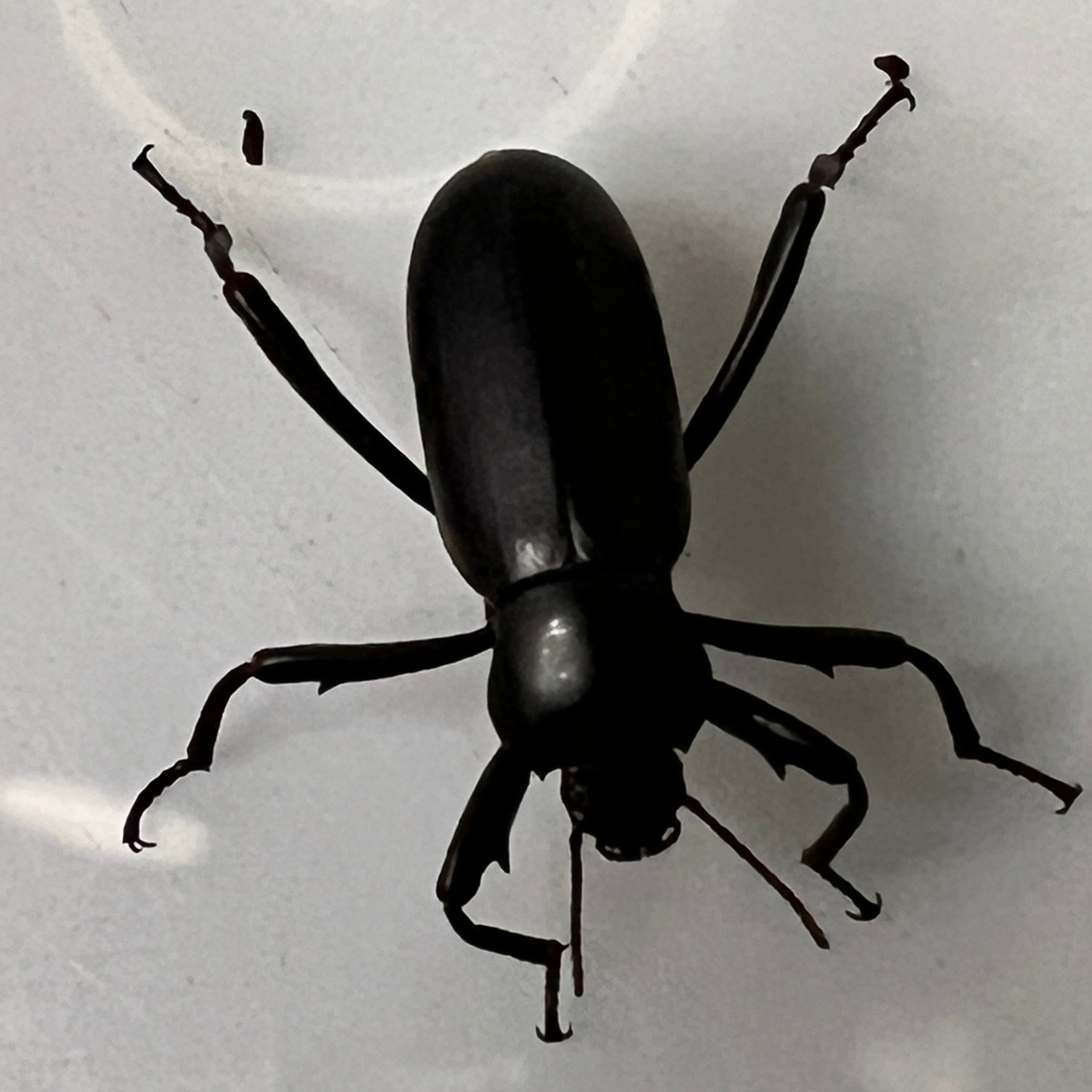 Eleodes armata (Armored Darkiling Beetle) – Gallegos Zoological