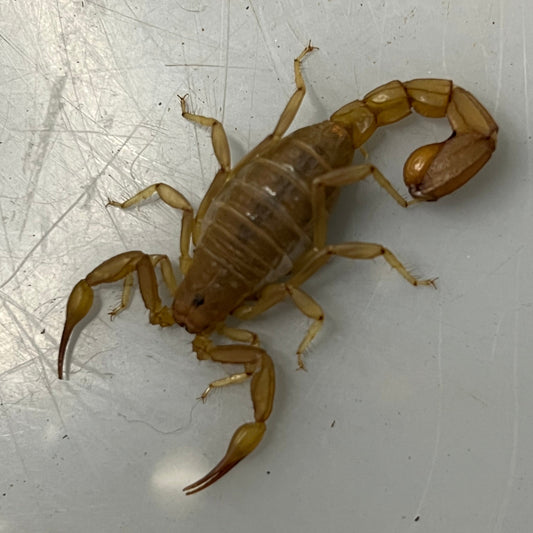 Yellow Devil Scorpion