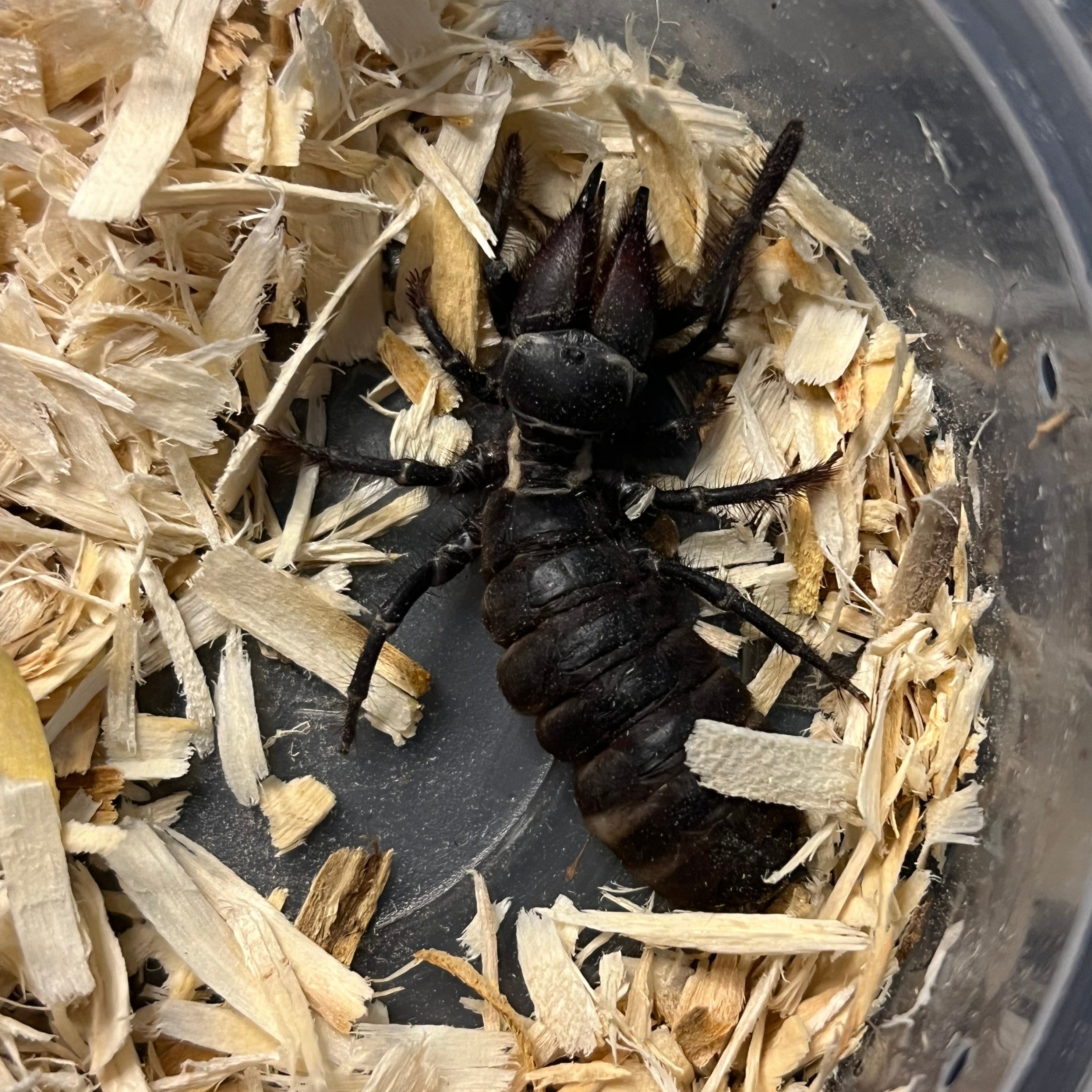 Rhagodes melanus (Black Camel Spider) – Gallegos Zoological